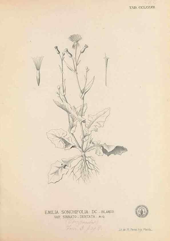 Reproducción/Reproduction 49747189136: Flora de Filipinas,. Manila,Estab. tip. de Plana y ca.,1877-83.. 