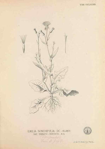 Reproducción/Reproduction 49747189136: Flora de Filipinas,. Manila,Estab. tip. de Plana y ca.,1877-83.. 