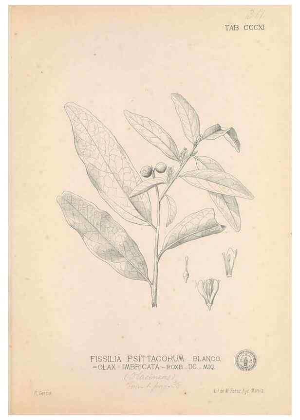 Reproducción/Reproduction 49746655438: Flora de Filipinas,. Manila,Estab. tip. de Plana y ca.,1877-83.. 
