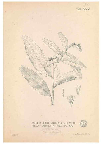 Reproducción/Reproduction 49746655438: Flora de Filipinas,. Manila,Estab. tip. de Plana y ca.,1877-83.. 