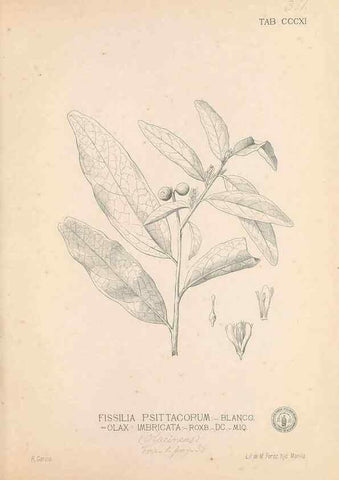 Reproducción/Reproduction 49746655438: Flora de Filipinas,. Manila,Estab. tip. de Plana y ca.,1877-83.. 