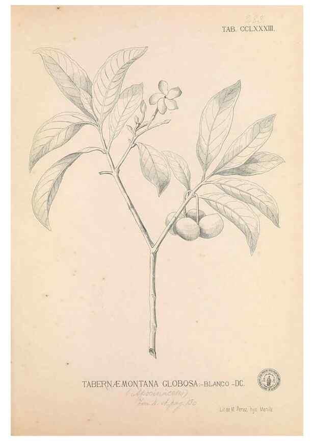 Reproducción/Reproduction 49747517022: Flora de Filipinas,. Manila,Estab. tip. de Plana y ca.,1877-83.. 