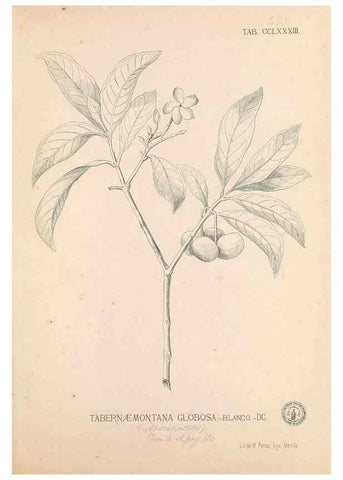 Reproducción/Reproduction 49747517022: Flora de Filipinas,. Manila,Estab. tip. de Plana y ca.,1877-83.. 