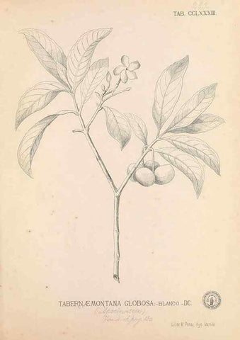 Reproducción/Reproduction 49747517022: Flora de Filipinas,. Manila,Estab. tip. de Plana y ca.,1877-83.. 