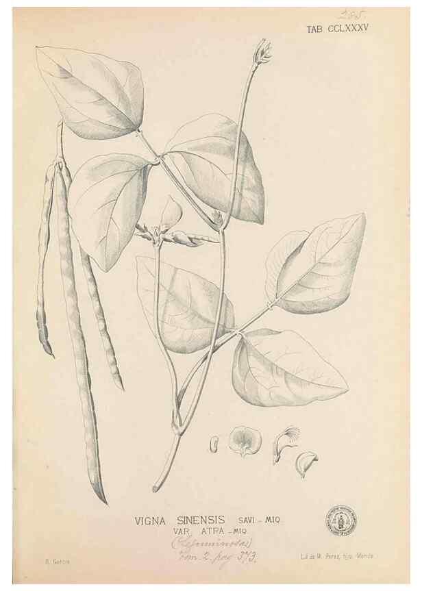 Reproducción/Reproduction 49747189846: Flora de Filipinas,. Manila,Estab. tip. de Plana y ca.,1877-83.. 