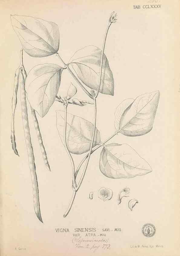 Reproducción/Reproduction 49747189846: Flora de Filipinas,. Manila,Estab. tip. de Plana y ca.,1877-83.. 