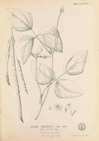 Reproducción/Reproduction 49747189846: Flora de Filipinas,. Manila,Estab. tip. de Plana y ca.,1877-83.. 