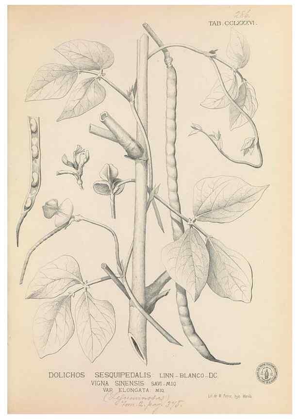 Reproducción/Reproduction 49747190151: Flora de Filipinas,. Manila,Estab. tip. de Plana y ca.,1877-83.. 