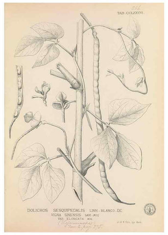 Reproducción/Reproduction 49747190151: Flora de Filipinas,. Manila,Estab. tip. de Plana y ca.,1877-83.. 