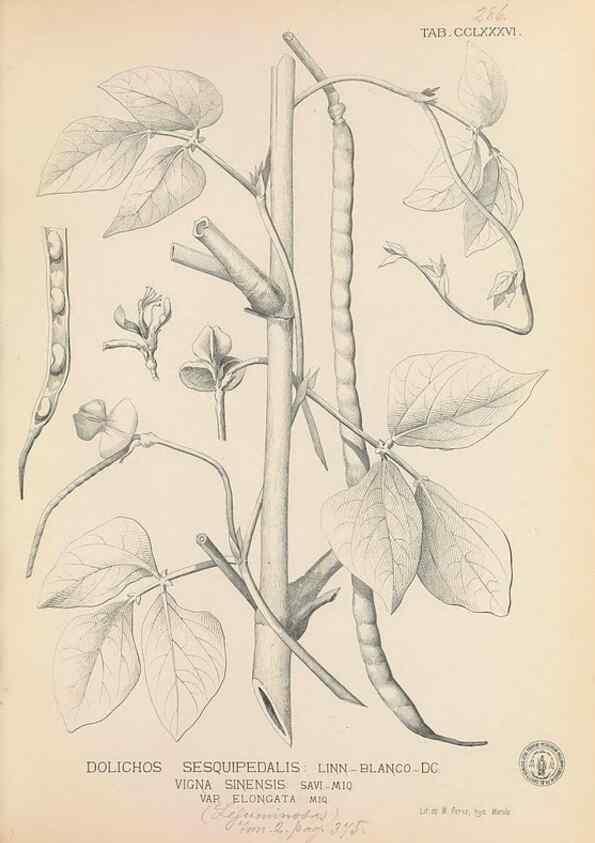 Reproducción/Reproduction 49747190151: Flora de Filipinas,. Manila,Estab. tip. de Plana y ca.,1877-83.. 