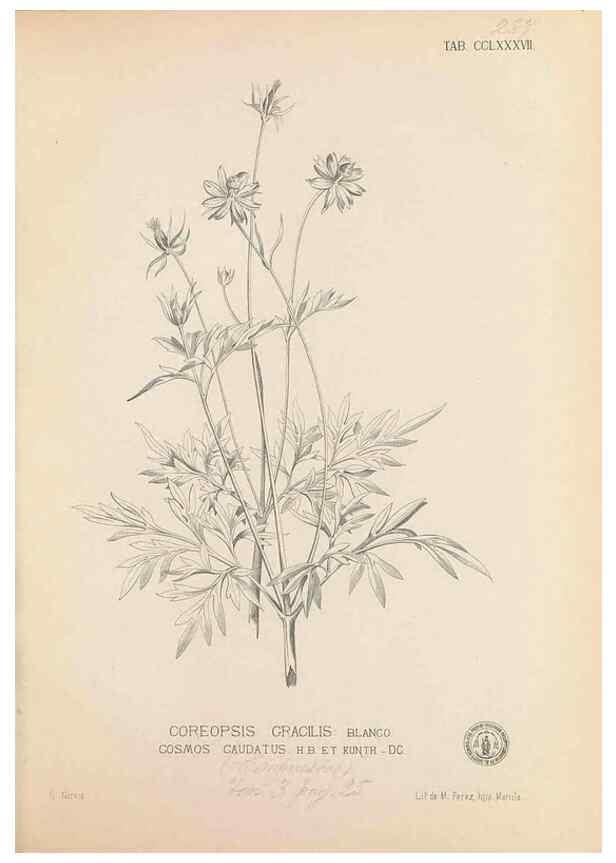 Reproducción/Reproduction 49747517907: Flora de Filipinas,. Manila,Estab. tip. de Plana y ca.,1877-83.. 