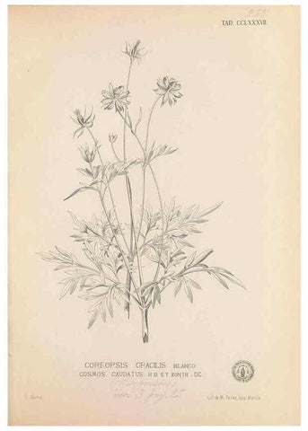 Reproducción/Reproduction 49747517907: Flora de Filipinas,. Manila,Estab. tip. de Plana y ca.,1877-83.. 