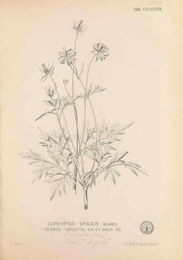 Reproducción/Reproduction 49747517907: Flora de Filipinas,. Manila,Estab. tip. de Plana y ca.,1877-83.. 