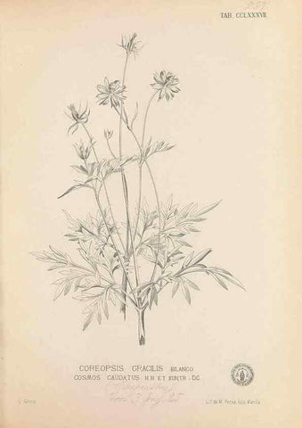 Reproducción/Reproduction 49747517907: Flora de Filipinas,. Manila,Estab. tip. de Plana y ca.,1877-83.. 