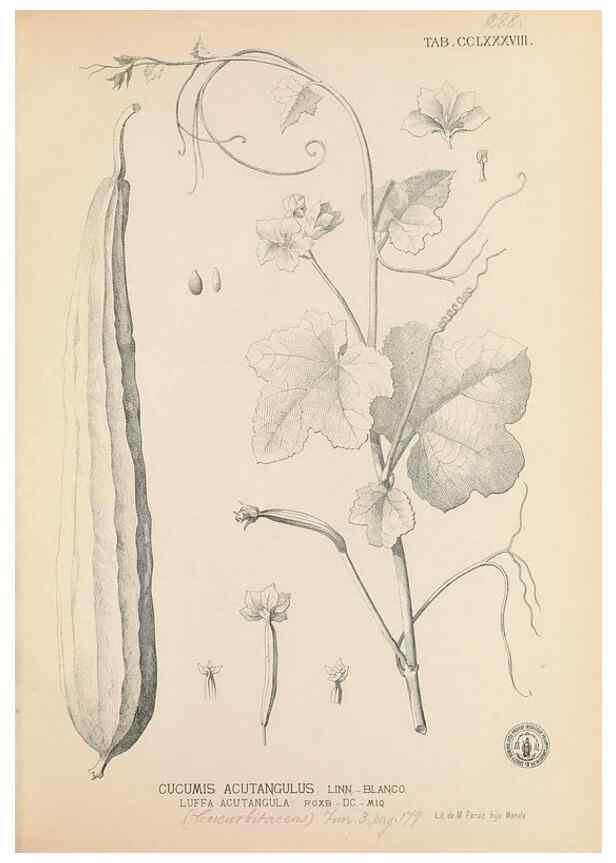 Reproducción/Reproduction 49747518162: Flora de Filipinas,. Manila,Estab. tip. de Plana y ca.,1877-83.. 