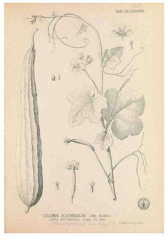 Reproducción/Reproduction 49747518162: Flora de Filipinas,. Manila,Estab. tip. de Plana y ca.,1877-83.. 