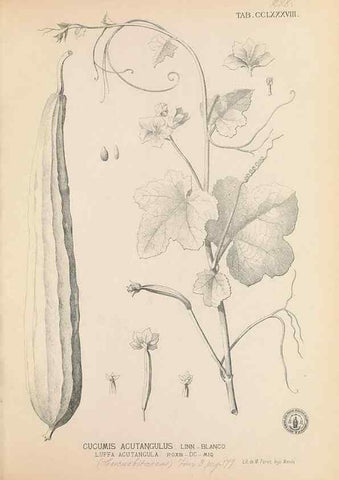 Reproducción/Reproduction 49747518162: Flora de Filipinas,. Manila,Estab. tip. de Plana y ca.,1877-83.. 