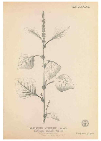Reproducción/Reproduction 49747518447: Flora de Filipinas,. Manila,Estab. tip. de Plana y ca.,1877-83.. 