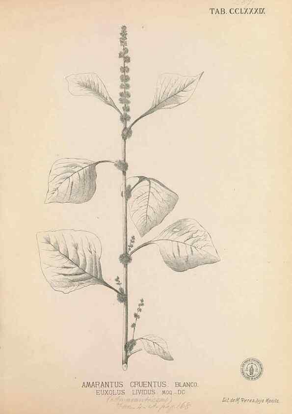 Reproducción/Reproduction 49747518447: Flora de Filipinas,. Manila,Estab. tip. de Plana y ca.,1877-83.. 