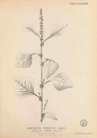 Reproducción/Reproduction 49747518447: Flora de Filipinas,. Manila,Estab. tip. de Plana y ca.,1877-83.. 