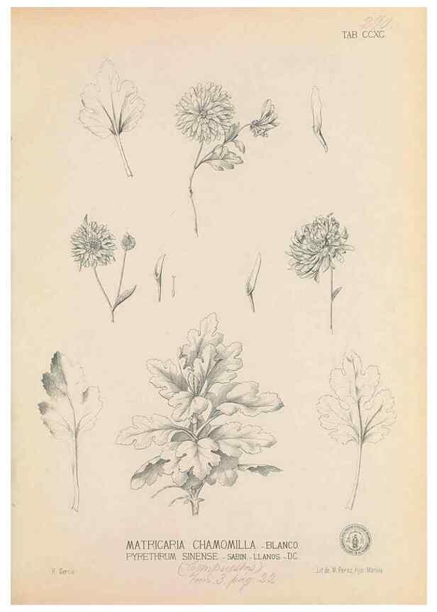 Reproducción/Reproduction 49747518712: Flora de Filipinas,. Manila,Estab. tip. de Plana y ca.,1877-83.. 