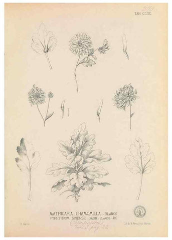 Reproducción/Reproduction 49747518712: Flora de Filipinas,. Manila,Estab. tip. de Plana y ca.,1877-83.. 
