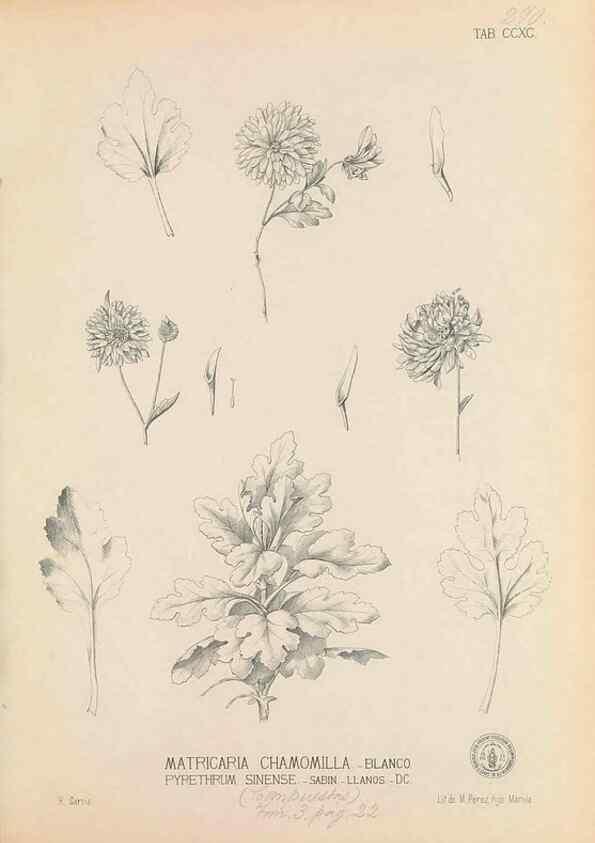 Reproducción/Reproduction 49747518712: Flora de Filipinas,. Manila,Estab. tip. de Plana y ca.,1877-83.. 