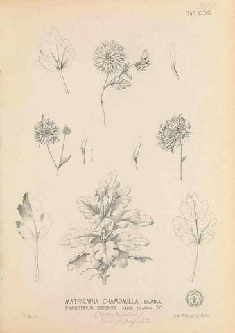Reproducción/Reproduction 49747518712: Flora de Filipinas,. Manila,Estab. tip. de Plana y ca.,1877-83.. 