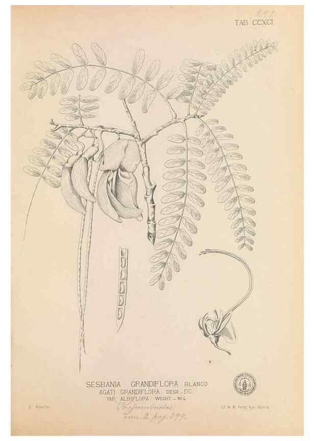 Reproducción/Reproduction 49747191546: Flora de Filipinas,. Manila,Estab. tip. de Plana y ca.,1877-83.. 