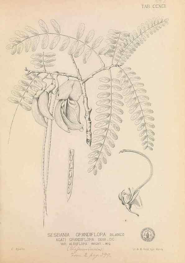 Reproducción/Reproduction 49747191546: Flora de Filipinas,. Manila,Estab. tip. de Plana y ca.,1877-83.. 