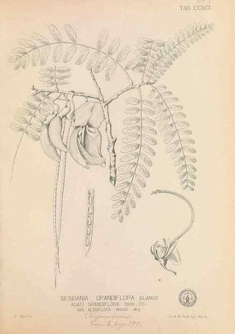 Reproducción/Reproduction 49747191546: Flora de Filipinas,. Manila,Estab. tip. de Plana y ca.,1877-83.. 