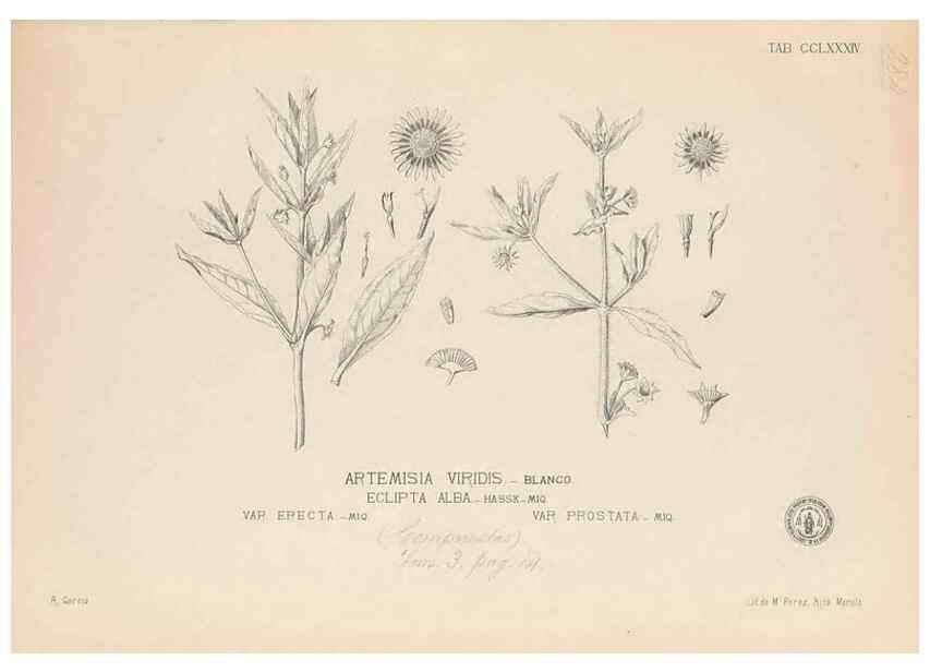 Reproducción/Reproduction 49747517182: Flora de Filipinas,. Manila,Estab. tip. de Plana y ca.,1877-83.. 