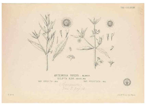 Reproducción/Reproduction 49747517182: Flora de Filipinas,. Manila,Estab. tip. de Plana y ca.,1877-83.. 