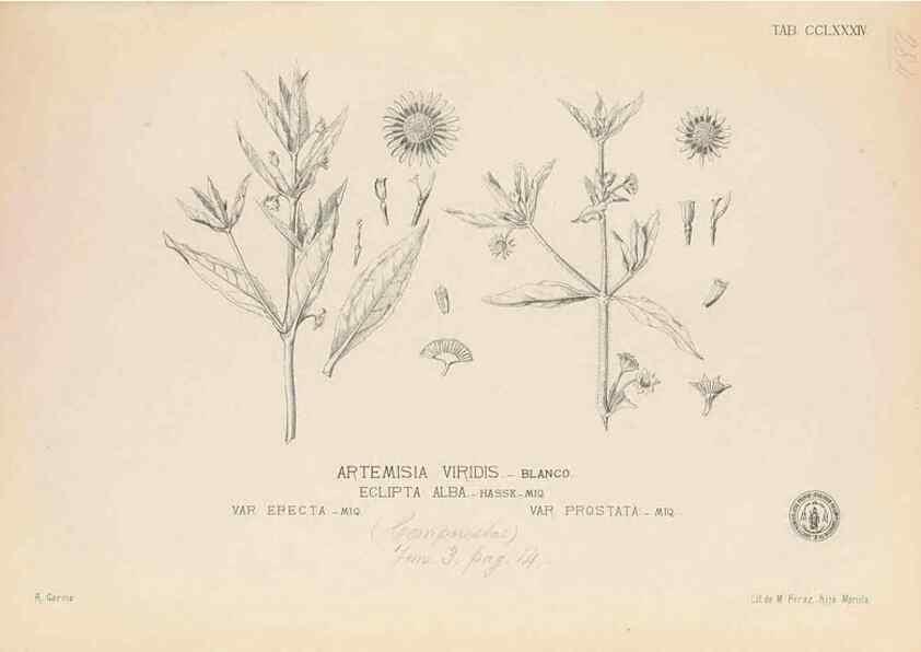 Reproducción/Reproduction 49747517182: Flora de Filipinas,. Manila,Estab. tip. de Plana y ca.,1877-83.. 