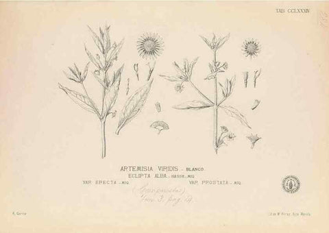 Reproducción/Reproduction 49747517182: Flora de Filipinas,. Manila,Estab. tip. de Plana y ca.,1877-83.. 