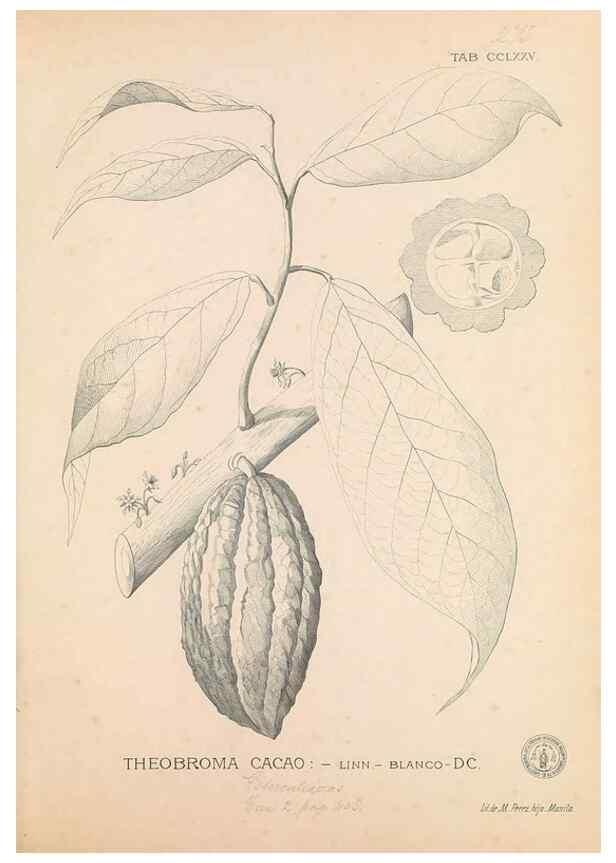 Reproducción/Reproduction 49747187086: Flora de Filipinas,. Manila,Estab. tip. de Plana y ca.,1877-83.. 