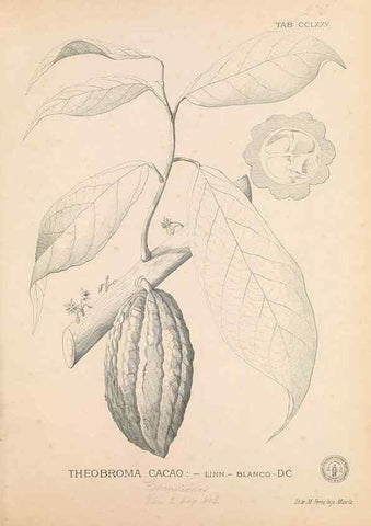 Reproducción/Reproduction 49747187086: Flora de Filipinas,. Manila,Estab. tip. de Plana y ca.,1877-83.. 