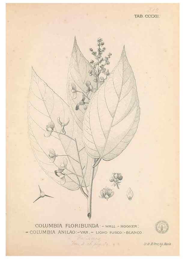 Reproducción/Reproduction 49747196336: Flora de Filipinas,. Manila,Estab. tip. de Plana y ca.,1877-83.. 