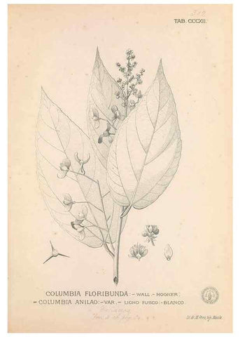 Reproducción/Reproduction 49747196336: Flora de Filipinas,. Manila,Estab. tip. de Plana y ca.,1877-83.. 