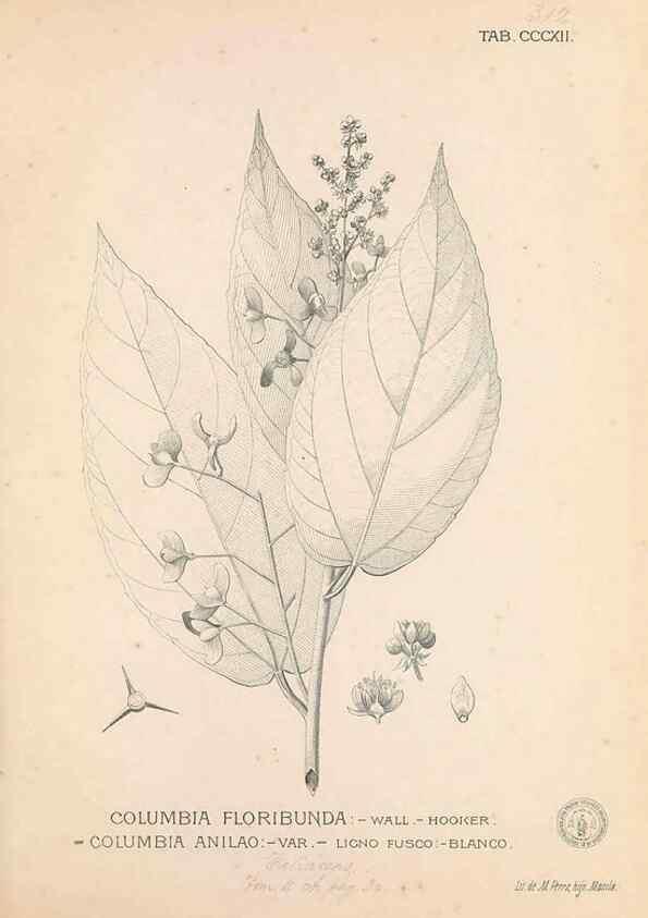Reproducción/Reproduction 49747196336: Flora de Filipinas,. Manila,Estab. tip. de Plana y ca.,1877-83.. 