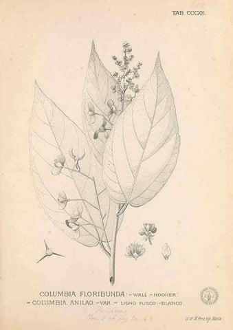 Reproducción/Reproduction 49747196336: Flora de Filipinas,. Manila,Estab. tip. de Plana y ca.,1877-83.. 