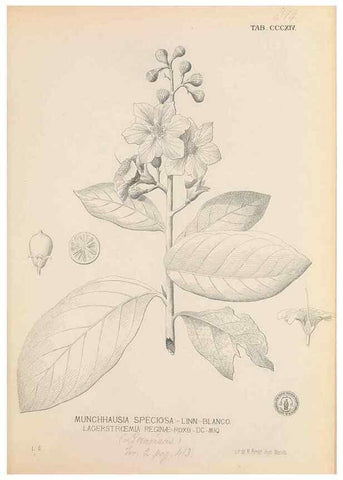 Reproducción/Reproduction 49746655958: Flora de Filipinas,. Manila,Estab. tip. de Plana y ca.,1877-83.. 