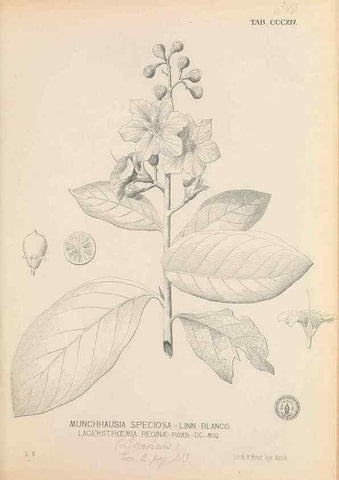 Reproducción/Reproduction 49746655958: Flora de Filipinas,. Manila,Estab. tip. de Plana y ca.,1877-83.. 