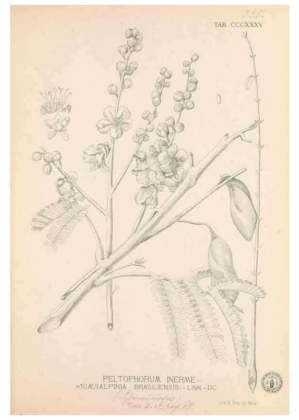 Reproducción/Reproduction 49746661273: Flora de Filipinas,. Manila,Estab. tip. de Plana y ca.,1877-83.. 