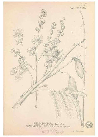 Reproducción/Reproduction 49746661273: Flora de Filipinas,. Manila,Estab. tip. de Plana y ca.,1877-83.. 
