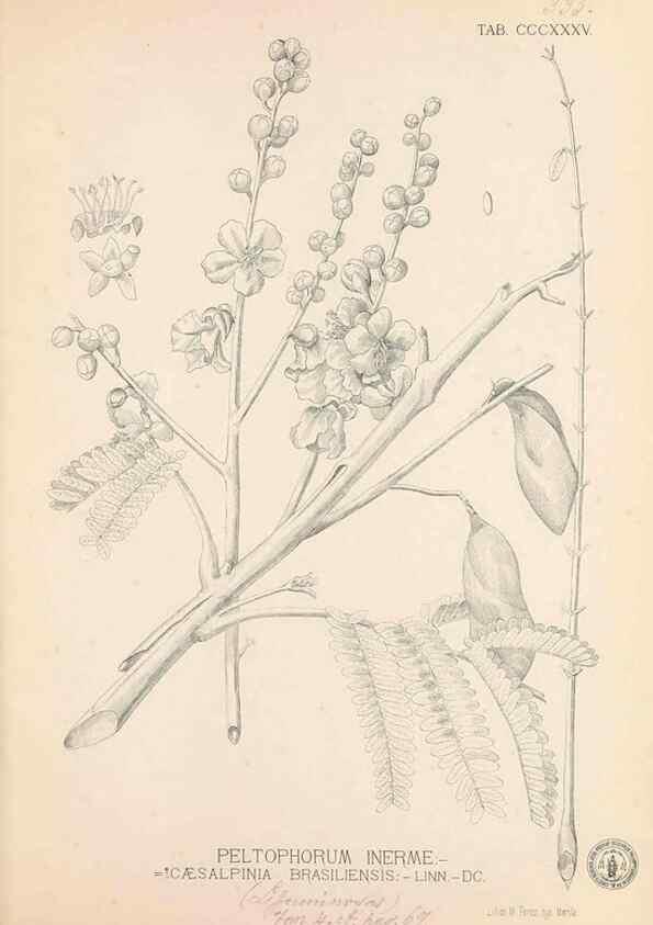 Reproducción/Reproduction 49746661273: Flora de Filipinas,. Manila,Estab. tip. de Plana y ca.,1877-83.. 