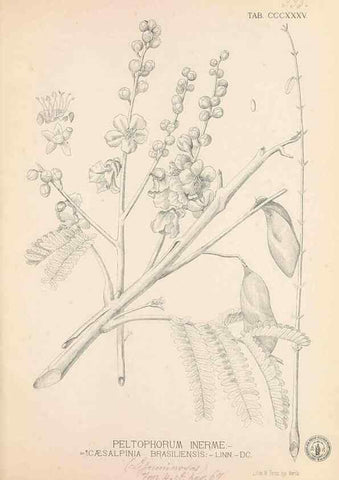 Reproducción/Reproduction 49746661273: Flora de Filipinas,. Manila,Estab. tip. de Plana y ca.,1877-83.. 