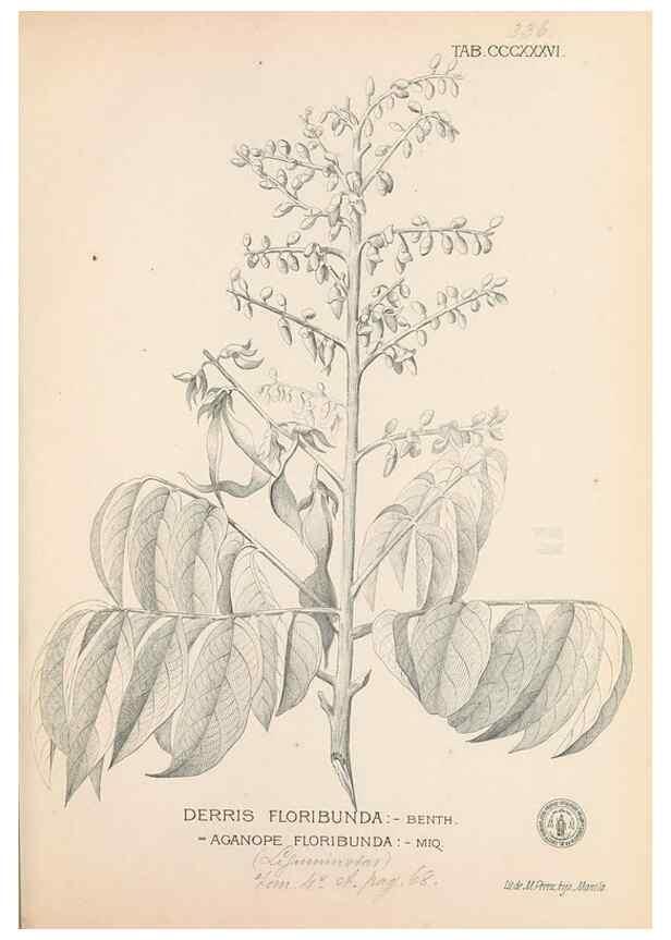 Reproducción/Reproduction 49747202351: Flora de Filipinas,. Manila,Estab. tip. de Plana y ca.,1877-83.. 