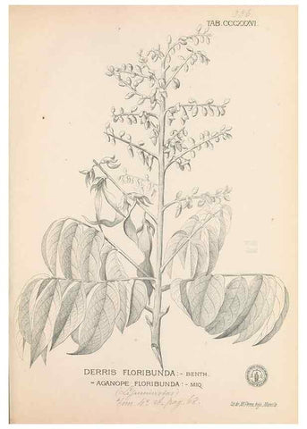 Reproducción/Reproduction 49747202351: Flora de Filipinas,. Manila,Estab. tip. de Plana y ca.,1877-83.. 