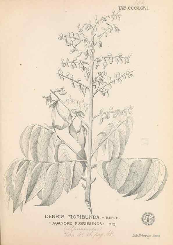 Reproducción/Reproduction 49747202351: Flora de Filipinas,. Manila,Estab. tip. de Plana y ca.,1877-83.. 